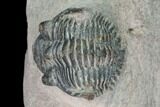 Bargain, Metacanthina Trilobite - Lghaft, Morocco #133977-2